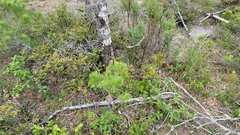 Silene serpentinicola