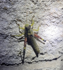 Dendrotettix quercus