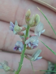 Astragalus gracilis