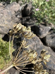 Lomatium multifidum