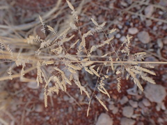 Eragrostis