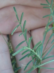 Astragalus gracilis