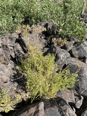 Lomatium multifidum