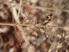Eragrostis