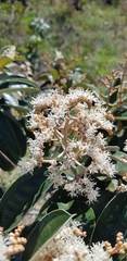Miconia albicans