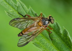 Rhagio immaculatus