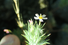 Leptosiphon ciliatus