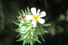 Leptosiphon ciliatus