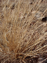 Aristida