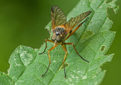 Rhagio immaculatus