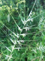 Elymus hystrix