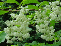 Pterostyrax hispidus