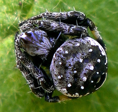 Araneus rotundulus