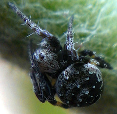 Araneus rotundulus