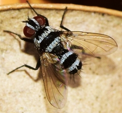 Trigonospila transvittata