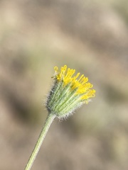Erigeron bloomeri bloomeri