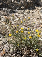 Erigeron bloomeri bloomeri