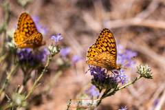 Speyeria callippe macaria