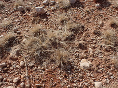 Enneapogon desvauxii