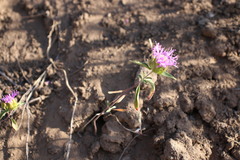 Monardella breweri microcephala