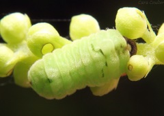 Celastrina neglectamajor