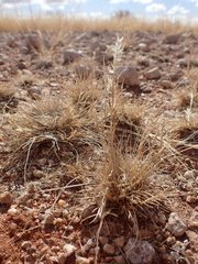 Enneapogon desvauxii