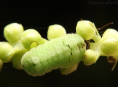 Celastrina neglectamajor