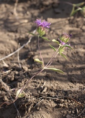 Monardella breweri microcephala
