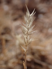 Enneapogon desvauxii