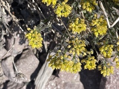 Draba aureola