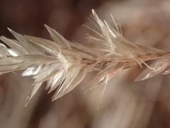 Enneapogon desvauxii