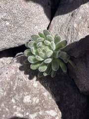 Draba aureola