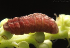 Celastrina neglectamajor