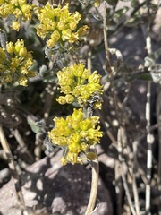 Draba aureola