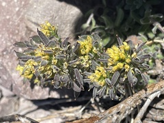 Draba aureola