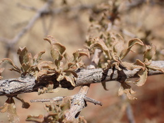 Rhigozum trichotomum