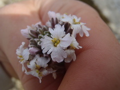 Dryopetalon runcinatum