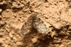 Paramormia ustulata