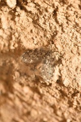 Paramormia ustulata