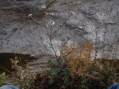 Dryopetalon runcinatum
