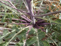 Dryopetalon runcinatum