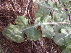 Dryopetalon runcinatum