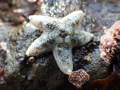 Pisaster