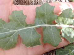 Dryopetalon runcinatum