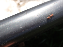 Dasymutilla scaevola