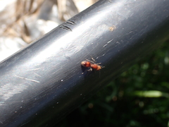 Dasymutilla scaevola