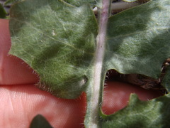 Dryopetalon runcinatum