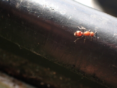 Dasymutilla scaevola