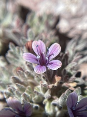 Collomia larsenii