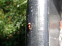 Dasymutilla scaevola